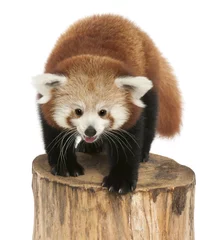 Photo sur Plexiglas Panda Jeune panda rouge ou chat brillant, Ailurus fulgens, 7 mois