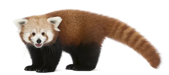 Papier Peint photo Lavable Panda Jeune panda rouge ou chat brillant, Ailurus fulgens, 7 mois