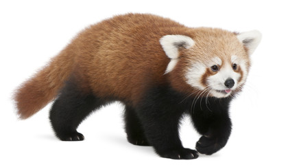 Naklejka premium Young Red panda or Shining cat, Ailurus fulgens, 7 months old