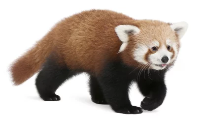 Photo sur Aluminium Panda Jeune panda rouge ou chat brillant, Ailurus fulgens, 7 mois