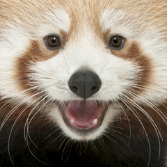 Close-up of Young Red panda ou chat brillant, Ailurus fulgens