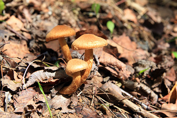 yellow toadstool amongst dry sheet