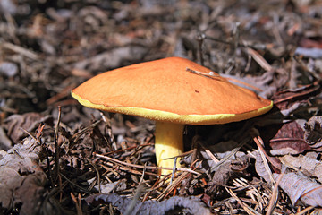 variety of edible mushroom in wood