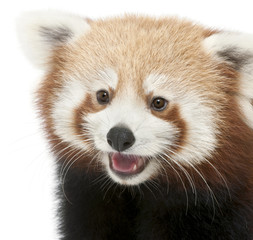 Close-up of Young Red panda or Shining cat, Ailurus fulgens
