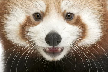 Crédence de cuisine en verre imprimé Panda Gros plan du jeune panda rouge ou chat brillant, Ailurus fulgens