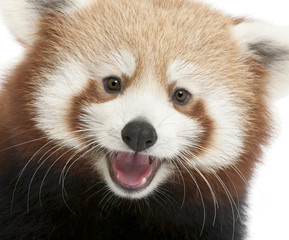 Close-up of Young Red panda or Shining cat, Ailurus fulgens