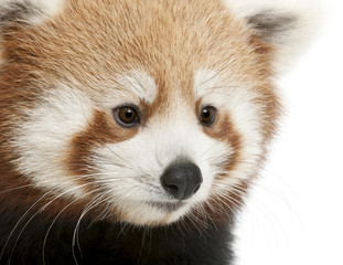 Close-up of Young Red panda or Shining cat, Ailurus fulgens