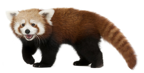 Jeune panda rouge ou chat brillant, Ailurus fulgens, 7 mois
