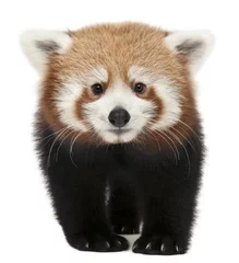 Cercles muraux Panda Jeune panda rouge ou chat brillant, Ailurus fulgens, 7 mois