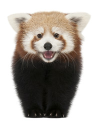 Jeune panda rouge ou chat brillant, Ailurus fulgens