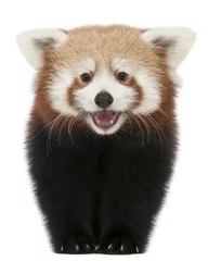 Papier Peint photo autocollant Panda Jeune panda rouge ou chat brillant, Ailurus fulgens
