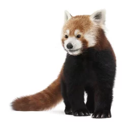 Crédence de cuisine en verre imprimé Panda Vieux panda roux ou chat brillant, Ailurus fulgens, 10 ans