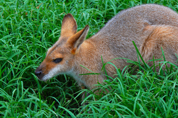 Wallaby-  Profile of a Whiptail (Pretty-faced) Wallaby