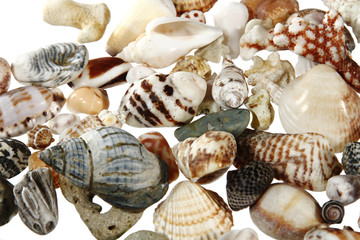 Muschel Sammlung