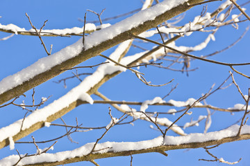 Fototapeta na wymiar schneeaeste