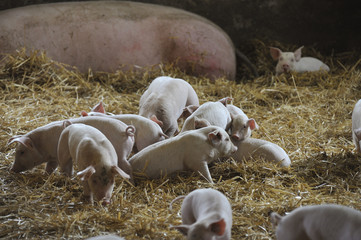 Sow and piglets in pigsty