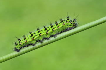Raupe des kleinen Nachtpfauenauges