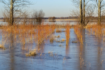 Obraz premium willow saplings in ice