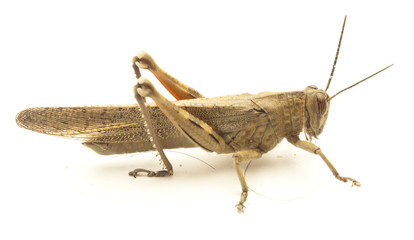 grasshopper