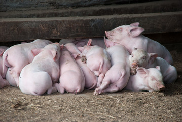 Cochinillos