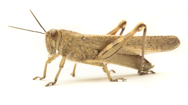 Grasshopper