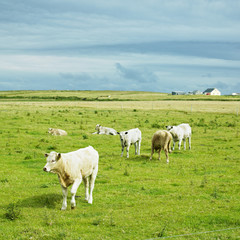 Naklejka na ściany i meble krów, półwysep Mullet, County Mayo, Irlandia