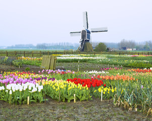windmill with tulips near Offem, Netherlands