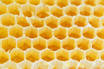 Honeycomb isolated on white