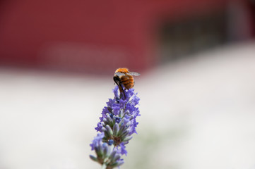 Bee on lavender