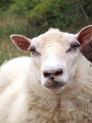 Domestic Sheep