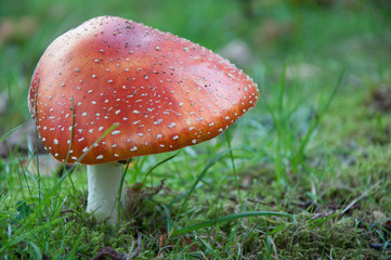 Amanita