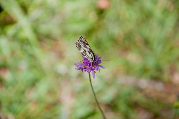 Butterfly on violet flower
