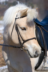 Norwegian Fjordhorse