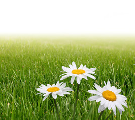 camomile flower in grass