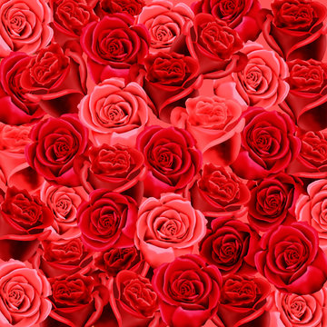 Red and pink roses as a wallpaper background