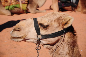 camel