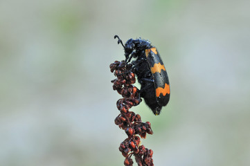 Veränderlicher Ölkäfer