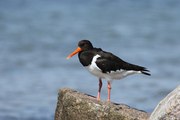 Austernfischer