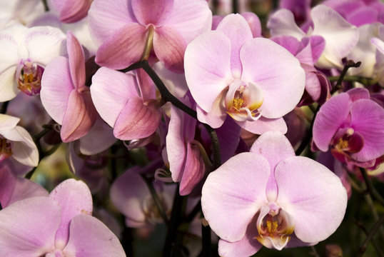 Orchidea