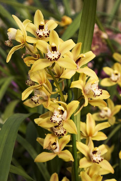 Orchidea