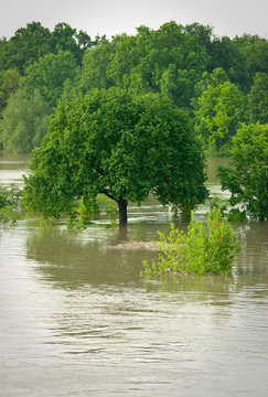 Lonely tree during the flood