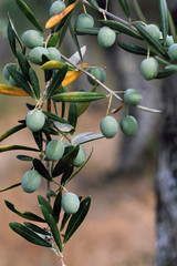 Aceitunas de verdeo (olea europaea)