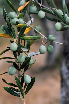 Aceitunas de verdeo (olea europaea)