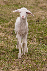 Lamm, lamb