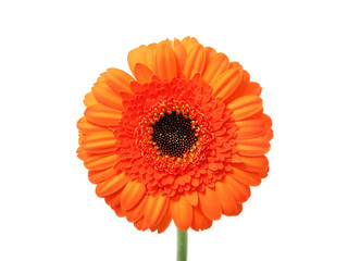 Gerber flower on the white background