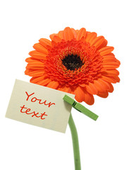 Gerber flower on the white background