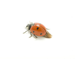 ladybug