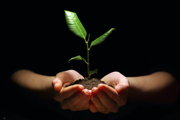 plant