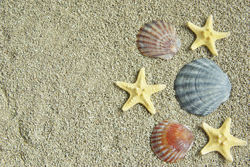 shells