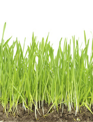 Obraz premium lawn